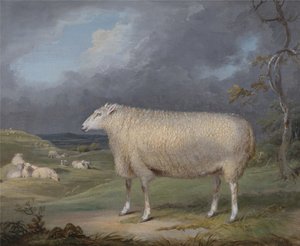 Een Border Leicester Ooi